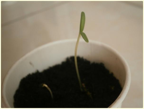 Name:  Cosmos2 (aleydi).jpg
Views: 532
Size:  16.2 KB