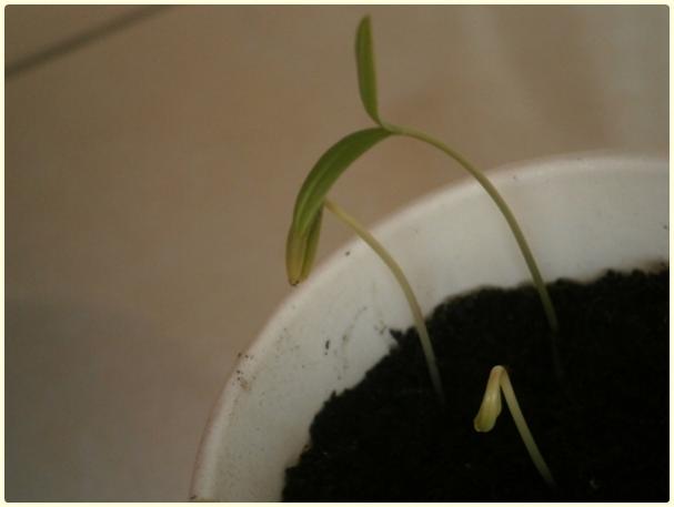 Name:  Turuncu Cosmos2 (TCM).jpg
Views: 579
Size:  17.0 KB