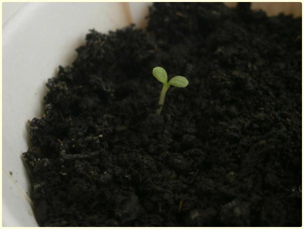 Name:  Beyaz Papatya3.jpg
Views: 520
Size:  25.6 KB