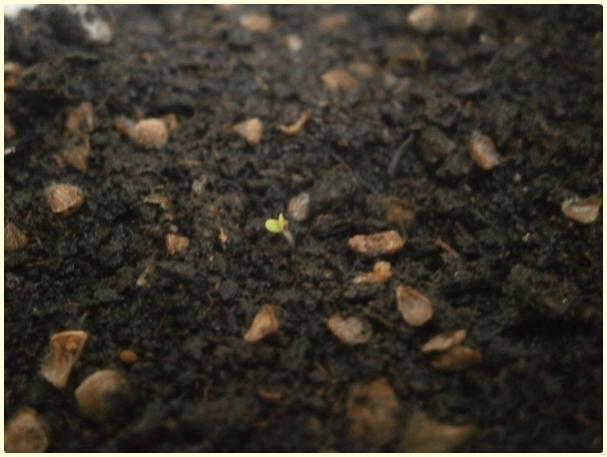Name:  Bilya Kekik (Origanum onites).jpg
Views: 772
Size:  35.1 KB