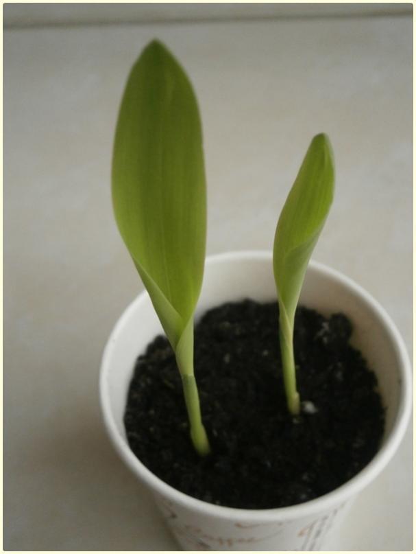 Name:  Tesbih iei3.jpg
Views: 559
Size:  29.7 KB