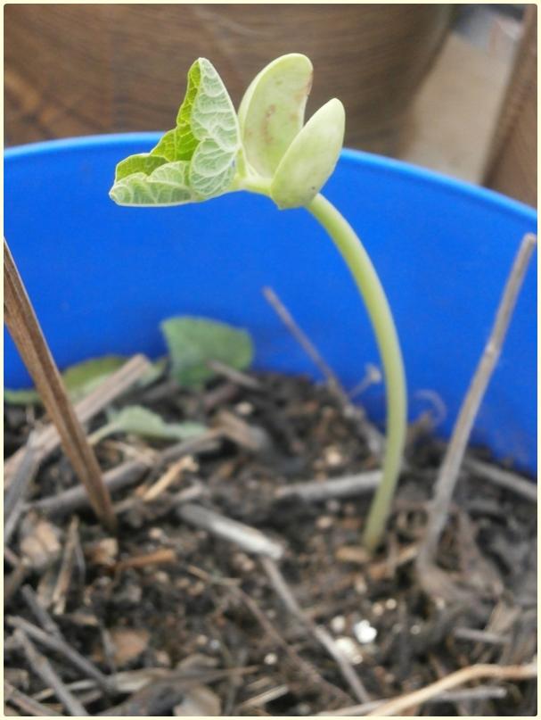 Name:  enberber Fasulye3.jpg
Views: 660
Size:  52.0 KB