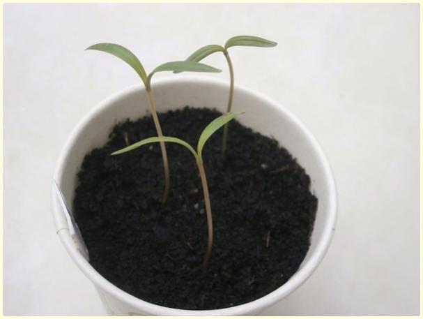 Name:  Cosmos sulphureus2.jpg
Views: 515
Size:  21.1 KB
