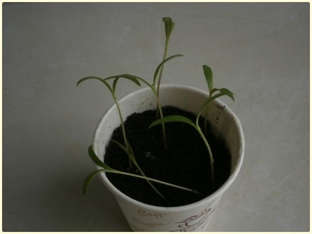 Name:  Turuncu Cosmos.jpg
Views: 667
Size:  19.9 KB