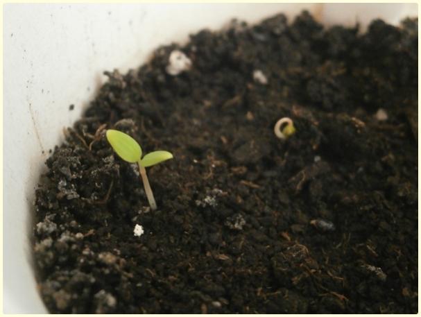 Name:  Haseki Kpesi2-akabardak.jpg
Views: 641
Size:  31.8 KB