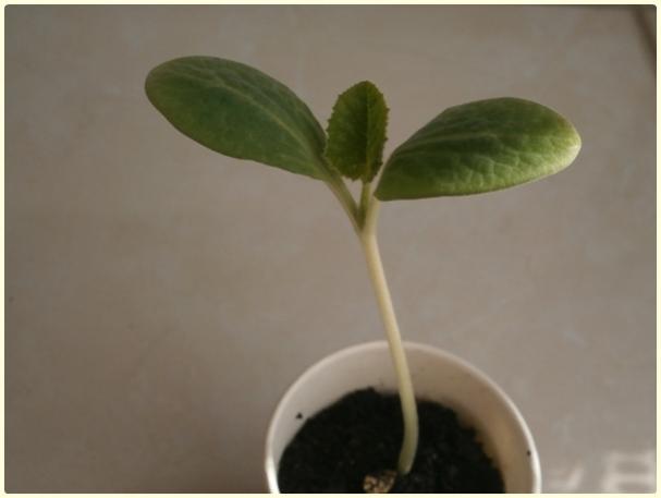 Name:  Butternut Waltham Kabak3.jpg
Views: 525
Size:  17.8 KB