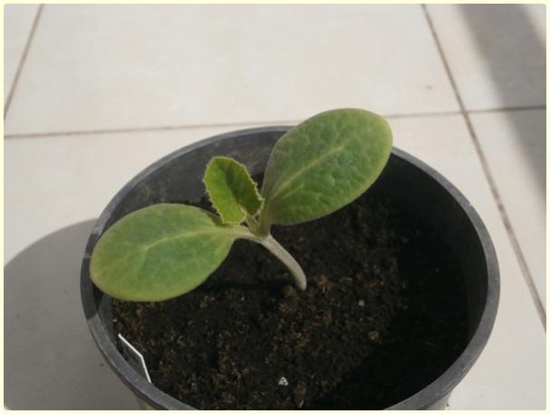 Name:  Butternut Waltham Kabak5.jpg
Views: 556
Size:  24.7 KB