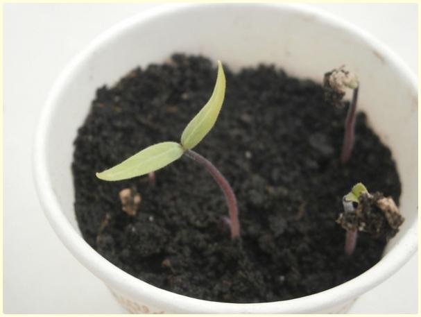 Name:  Datura3.jpg
Views: 480
Size:  22.7 KB