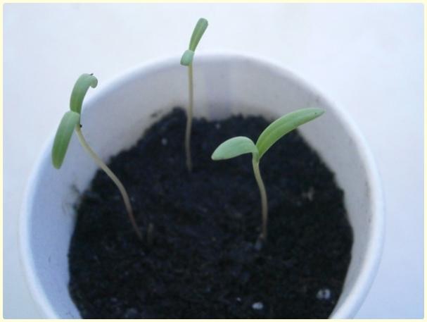 Name:  Cosmos iei3 (TMC).jpg
Views: 609
Size:  19.6 KB