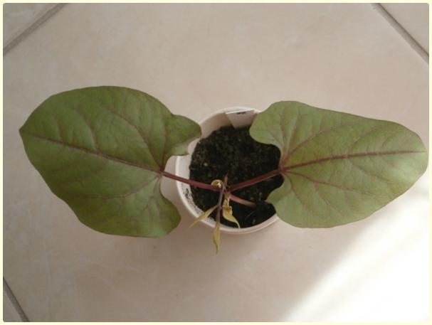 Name:  Lab Lab Sarma3.jpg
Views: 1149
Size:  21.8 KB