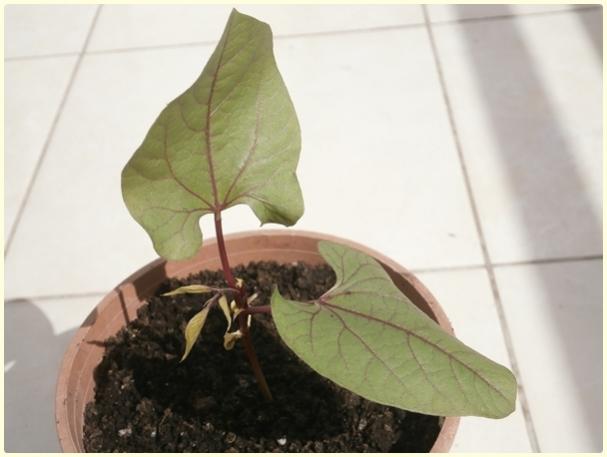Name:  Lab Lab Sarma5.jpg
Views: 1101
Size:  27.0 KB