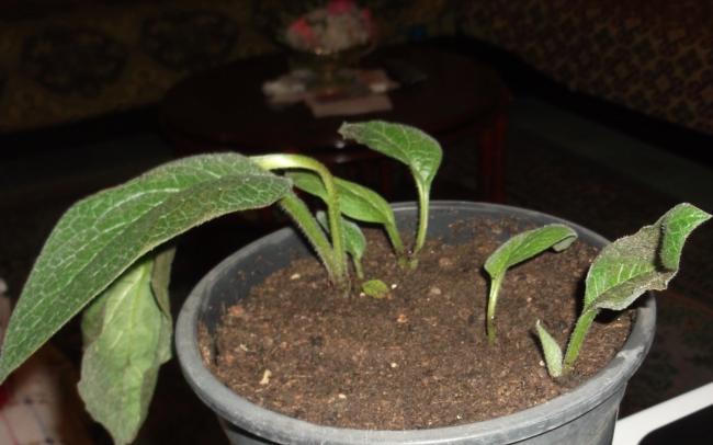 Name:  DSCF8771.jpg
Views: 232
Size:  33.9 KB