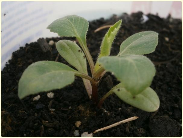 Name:  Yldz (Dahlia iei)3.jpg
Views: 1019
Size:  33.6 KB