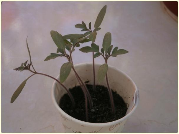 Name:  Cherry Domates3.jpg
Views: 497
Size:  23.7 KB