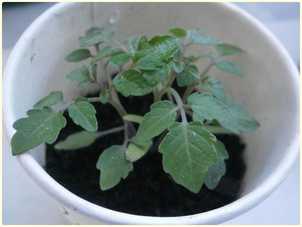 Name:  Mikrop Domates3.jpg
Views: 986
Size:  29.2 KB