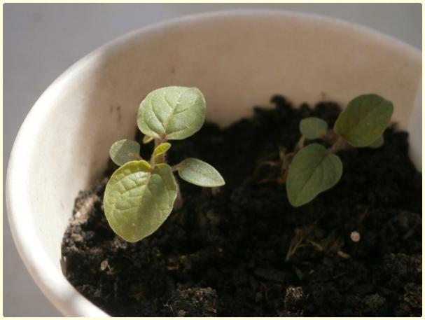Name:  Yer Kiraz (Cape Gooseberry)3.jpg
Views: 496
Size:  26.4 KB