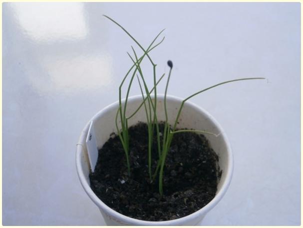 Name:  Sarmsak Otu3.jpg
Views: 436
Size:  22.5 KB