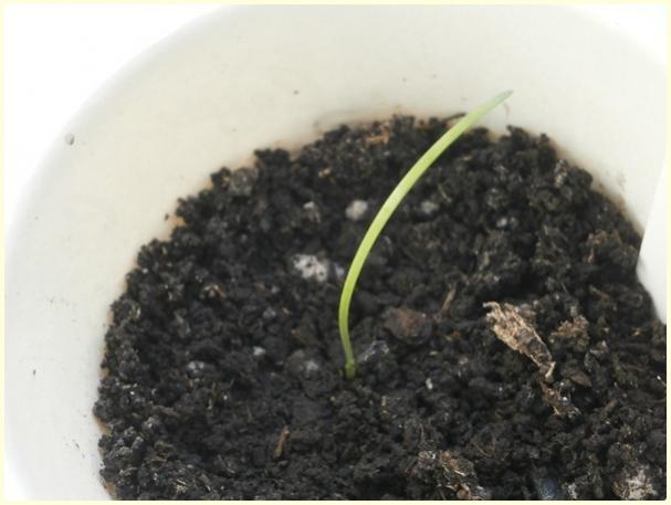 Name:  Sosyete Sarmsa (Tulbaghia violaceae)2.jpg
Views: 434
Size:  31.8 KB