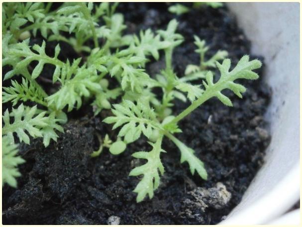 Name:  Beyaz Civan Peremi (Achillea millefolium)3.jpg
Views: 1159
Size:  45.9 KB