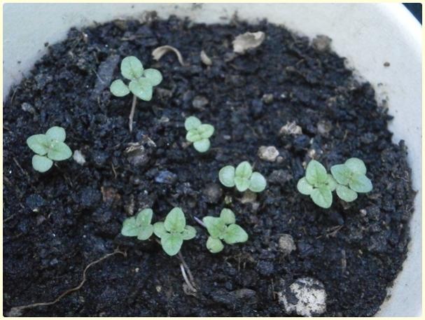 Name:  Bilya Kekik (Origanum onites)3.jpg
Views: 450
Size:  49.5 KB