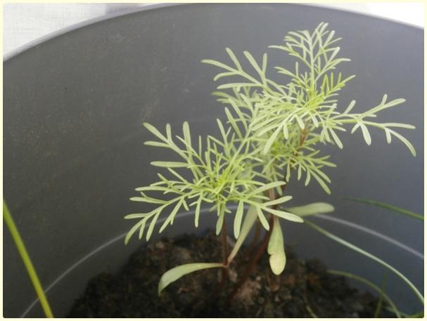 Name:  Cosmos3 (aleydi).jpg
Views: 707
Size:  32.9 KB