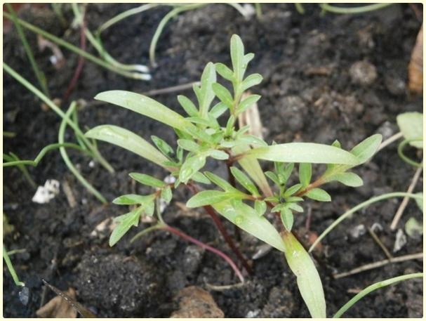 Name:  Cosmos sulphureus3 (jaffa).jpg
Views: 499
Size:  47.2 KB