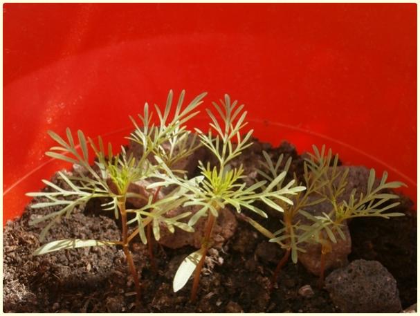 Name:  Cosmos iei 3 (TMC).jpg
Views: 568
Size:  42.6 KB