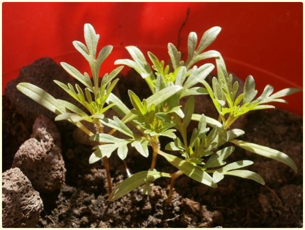 Name:  Turuncu Cosmos3 (TCM).jpg
Views: 439
Size:  48.9 KB