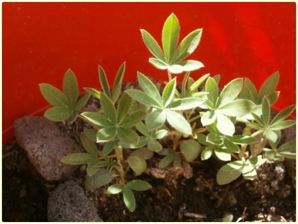 Name:  Cce Lupin 3.jpg
Views: 1005
Size:  38.8 KB