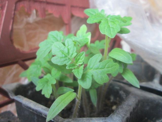Name:  IMG_5512.jpg
Views: 745
Size:  31.4 KB