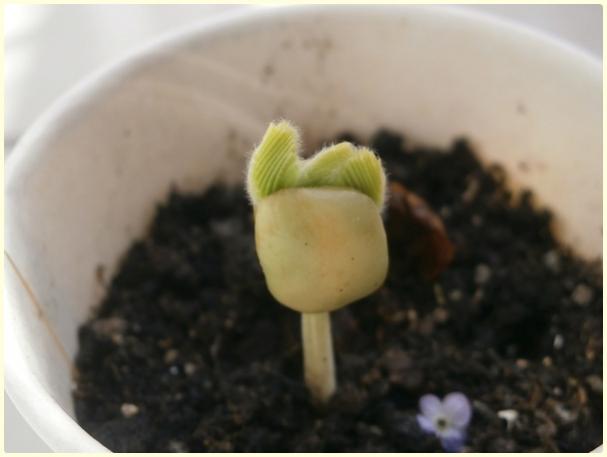 Name:  Demirhindi (Tamarindus indica)3.jpg
Views: 485
Size:  21.9 KB