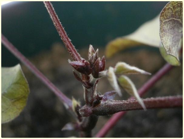 Name:  Lab Lab Sarma Lablab purpureus - Tomurcuk.jpg
Views: 610
Size:  28.4 KB