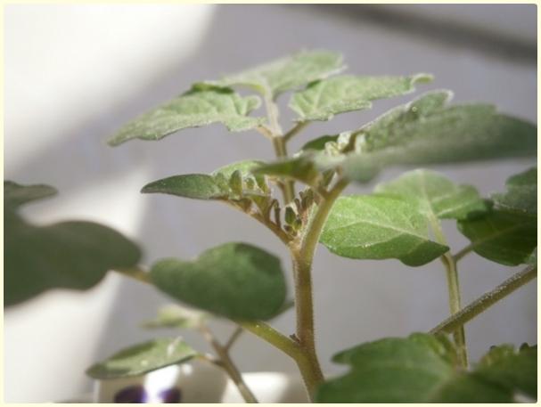 Name:  Mikrop Domates - Lycopersicon pimpinellifolium - Tomurcuk.jpg
Views: 642
Size:  25.1 KB