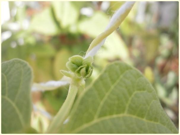 Name:  Phaseolus vulgaris - enberber Fasulye - Tomurcuk.jpg
Views: 597
Size:  25.0 KB