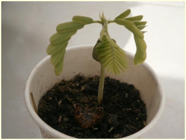 Name:  Demirhindi (Tamarindus indica)4.jpg
Views: 415
Size:  24.5 KB