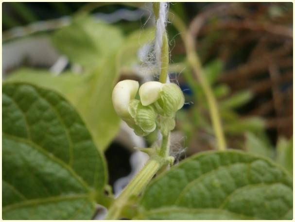 Name:  Phaseolus vulgaris - enberber Fasulye - Tomurcuk2.jpg
Views: 430
Size:  27.8 KB