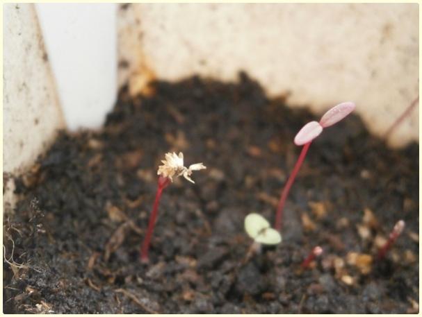 Name:  Amaranthus sp. - Tilki Kuyruu.jpg
Views: 415
Size:  29.7 KB