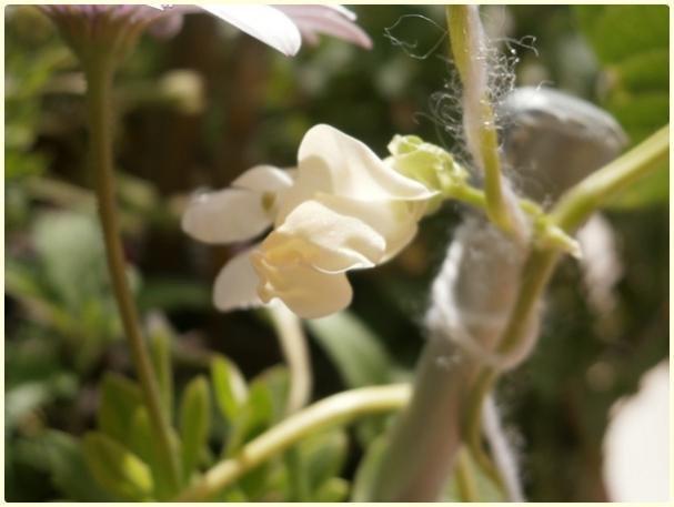 Name:  enberber Fasulye (Phaseolus vulgaris).jpg
Views: 370
Size:  28.9 KB