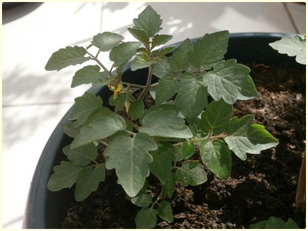 Name:  Mikrop Domates (Spoon Tomato, Lycopersicon pimpinellifolium).jpg
Views: 346
Size:  38.4 KB