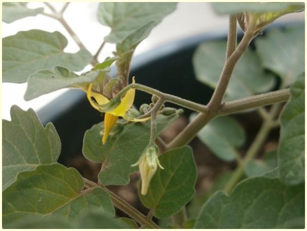Name:  Mikrop Domates (Spoon Tomato, Lycopersicon pimpinellifolium) (2).jpg
Views: 347
Size:  32.5 KB