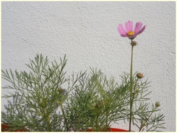 Name:  Kozmos iei (Cosmos bipinnatus).jpg
Views: 356
Size:  61.2 KB