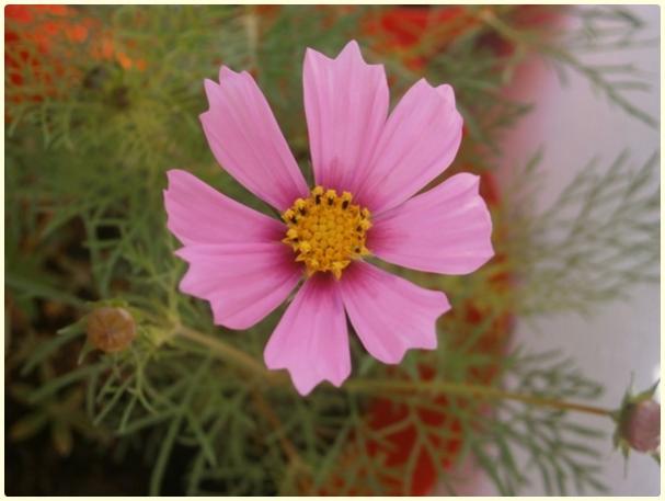 Name:  Kozmos iei (Cosmos bipinnatus) (2).jpg
Views: 375
Size:  30.8 KB