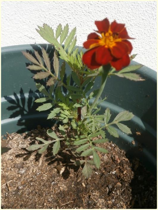 Name:  Kadife iei (Tagetes patula).jpg
Views: 815
Size:  68.7 KB