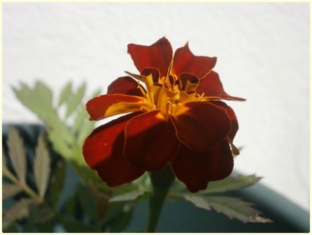 Name:  Kadife iei (Tagetes patula) (2).jpg
Views: 799
Size:  23.9 KB