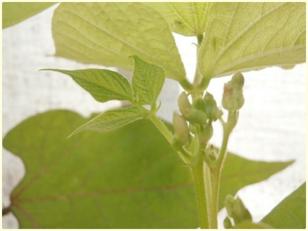 Name:  Kark Faslye (Phaseolus vulgaris) - Tomurcuk.jpg
Views: 811
Size:  26.5 KB