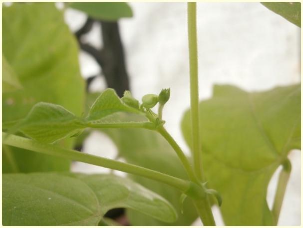 Name: Karışık Fasülye (Phaseolus vulgaris) - Tomurcuk (2).jpg
Views: 783
Size: 23.2 KB