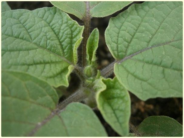 Name:  Yer Kiraz (Cape Gooseberry)4.jpg
Views: 765
Size:  35.8 KB