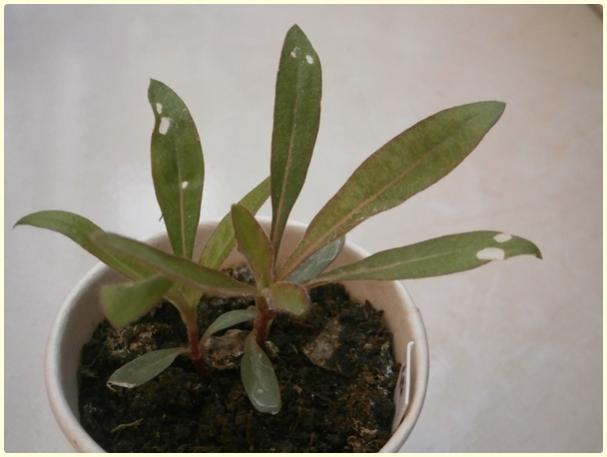 Name:  Dme iei3.jpg
Views: 318
Size:  26.7 KB