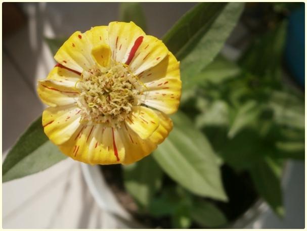 Name:  Zinnia elegans 'Peppermint Stick' (2).jpg
Views: 660
Size:  30.4 KB