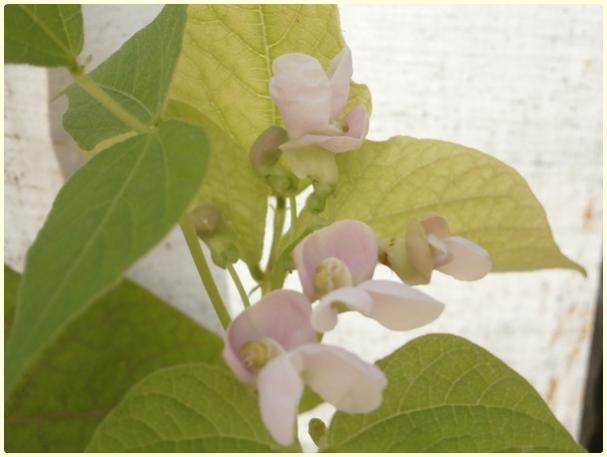 Name:  Kark Fasulye (Phaseolus vulgaris).jpg
Views: 782
Size:  27.4 KB